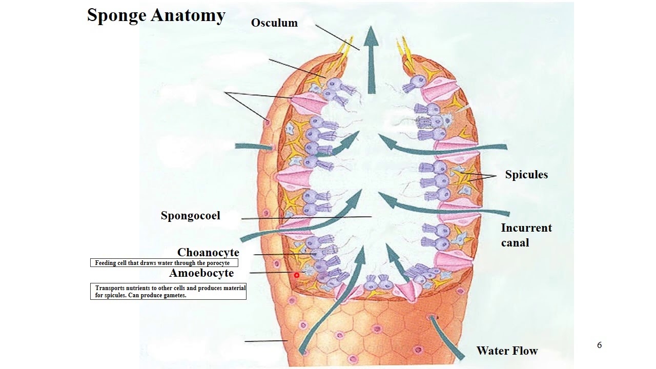1 2 Sponges YouTube 1 2 Sponges YouTube