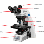 1 Partes Del Microscopio ptico Y Sus Funciones