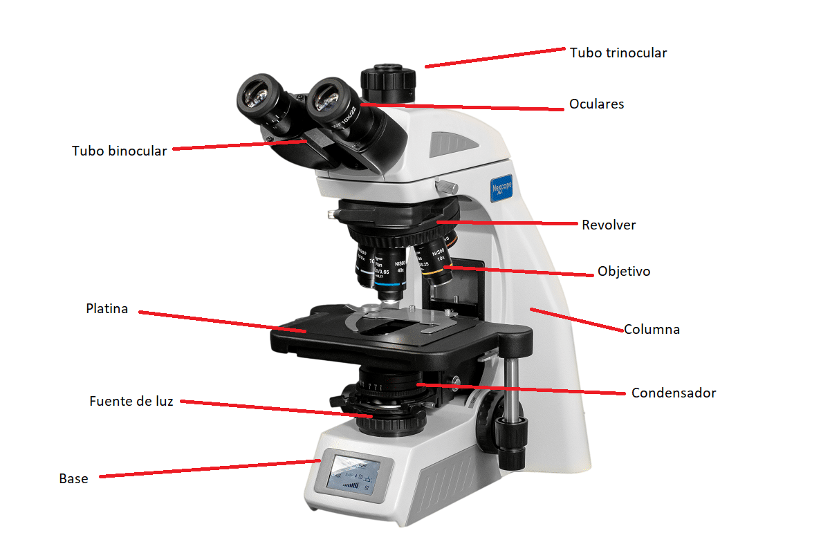 1 Partes Del Microscopio ptico Y Sus Funciones