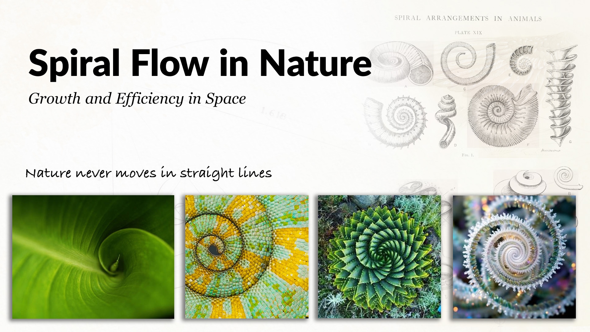 10 Patterns In Nature That Solve Design Problems