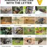 104 Cool Animals That Start With V In English 7ESL