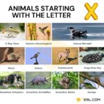 11 Cool Animals That Start With X In English 7ESL