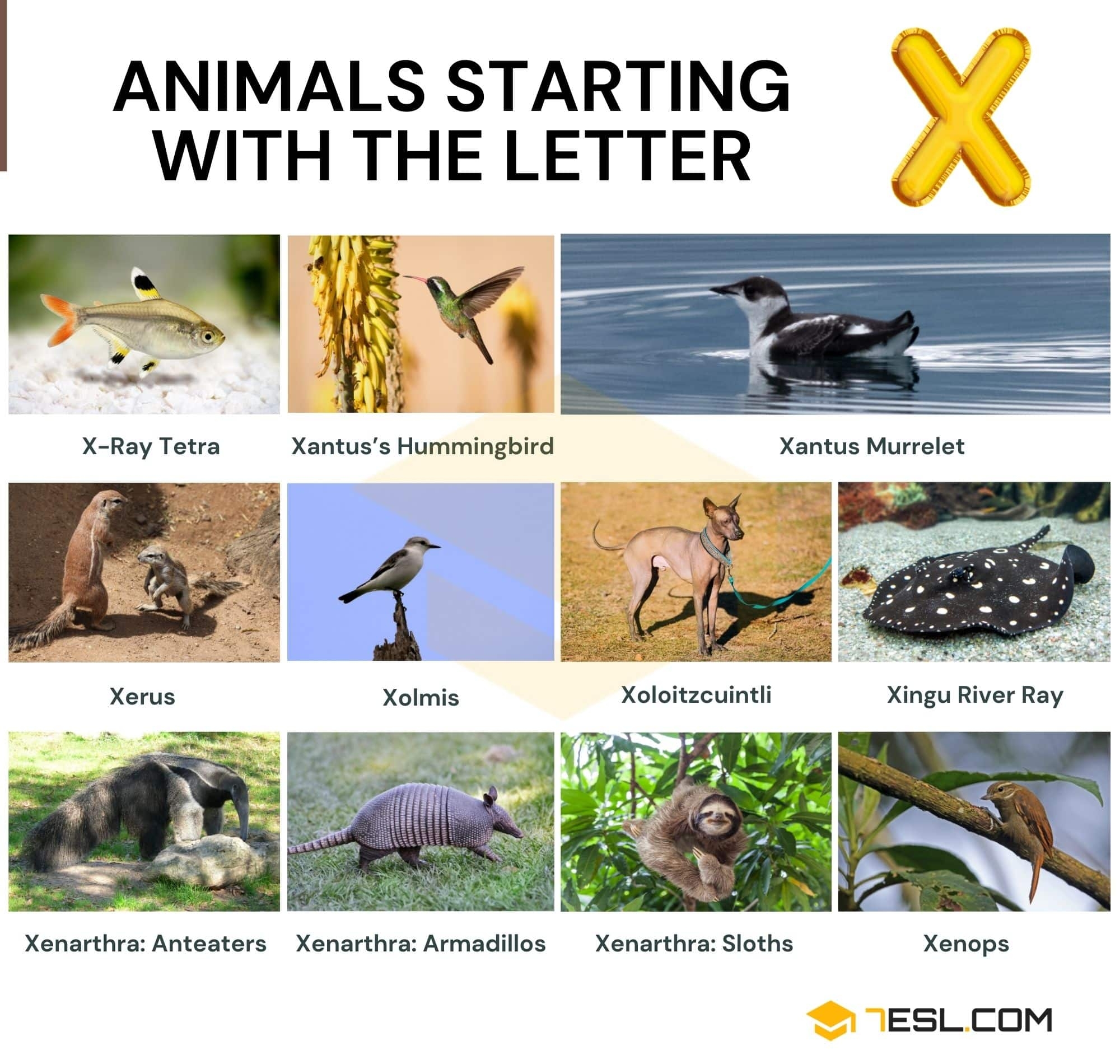 11 Cool Animals That Start With X In English 7ESL