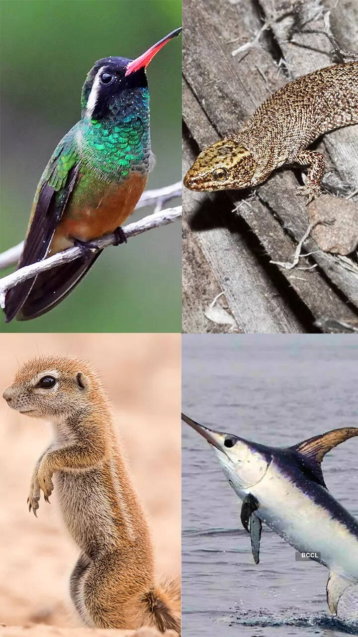 13 Animals Whose Names Begin With The Letter X Times Of India