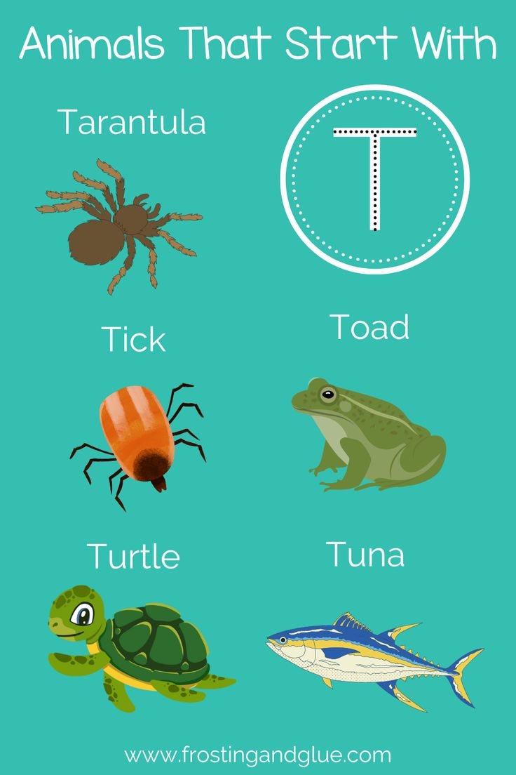 154 Terrific Animals That Start With T 154 Terrific Animals That Start With T