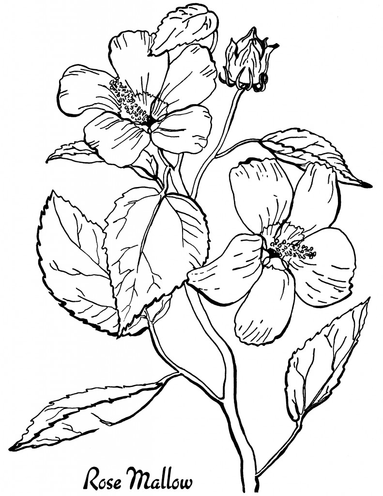 free floral coloring pages free floral coloring pages