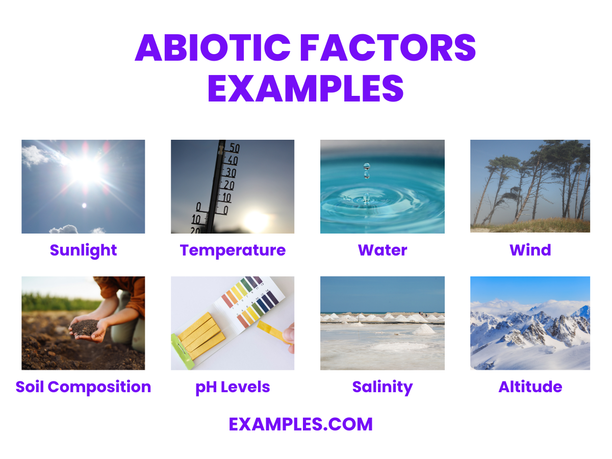 20 Abiotic Factors Examples 20 Abiotic Factors Examples