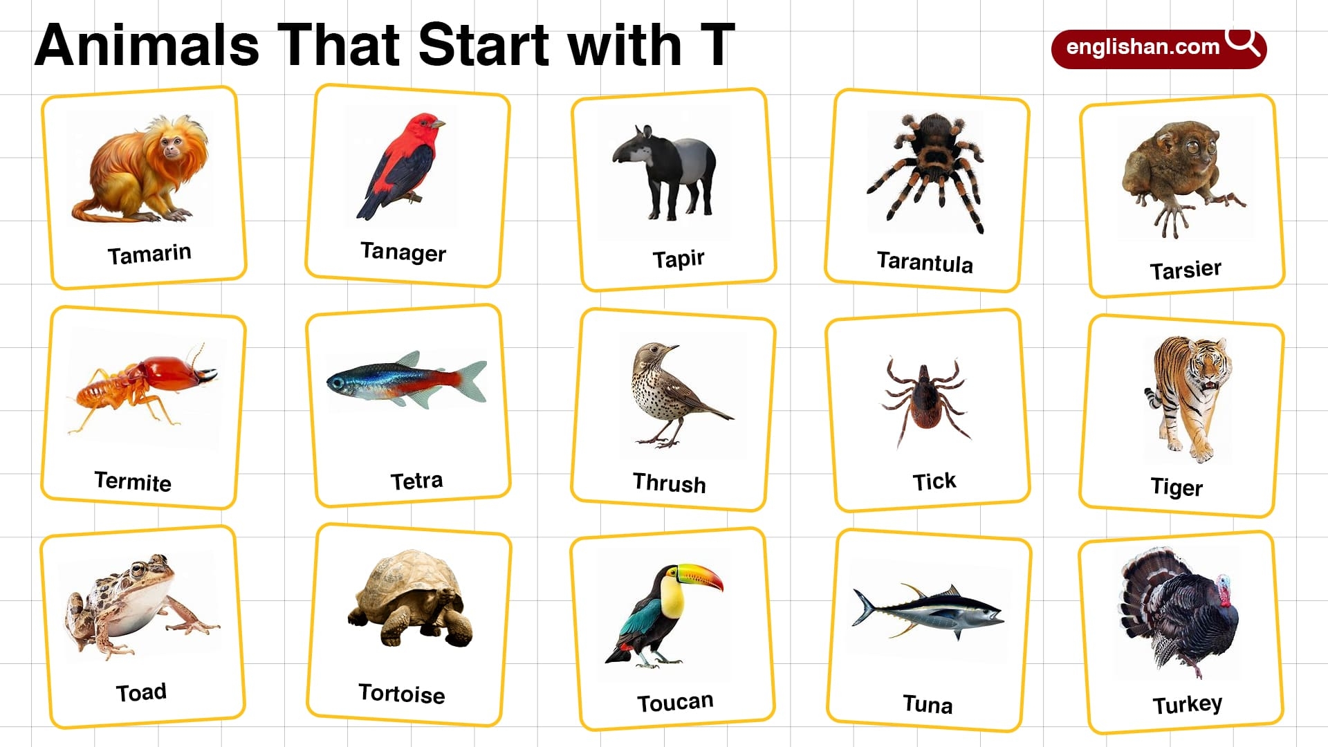 20 Animals That Start With T In English With Pictures