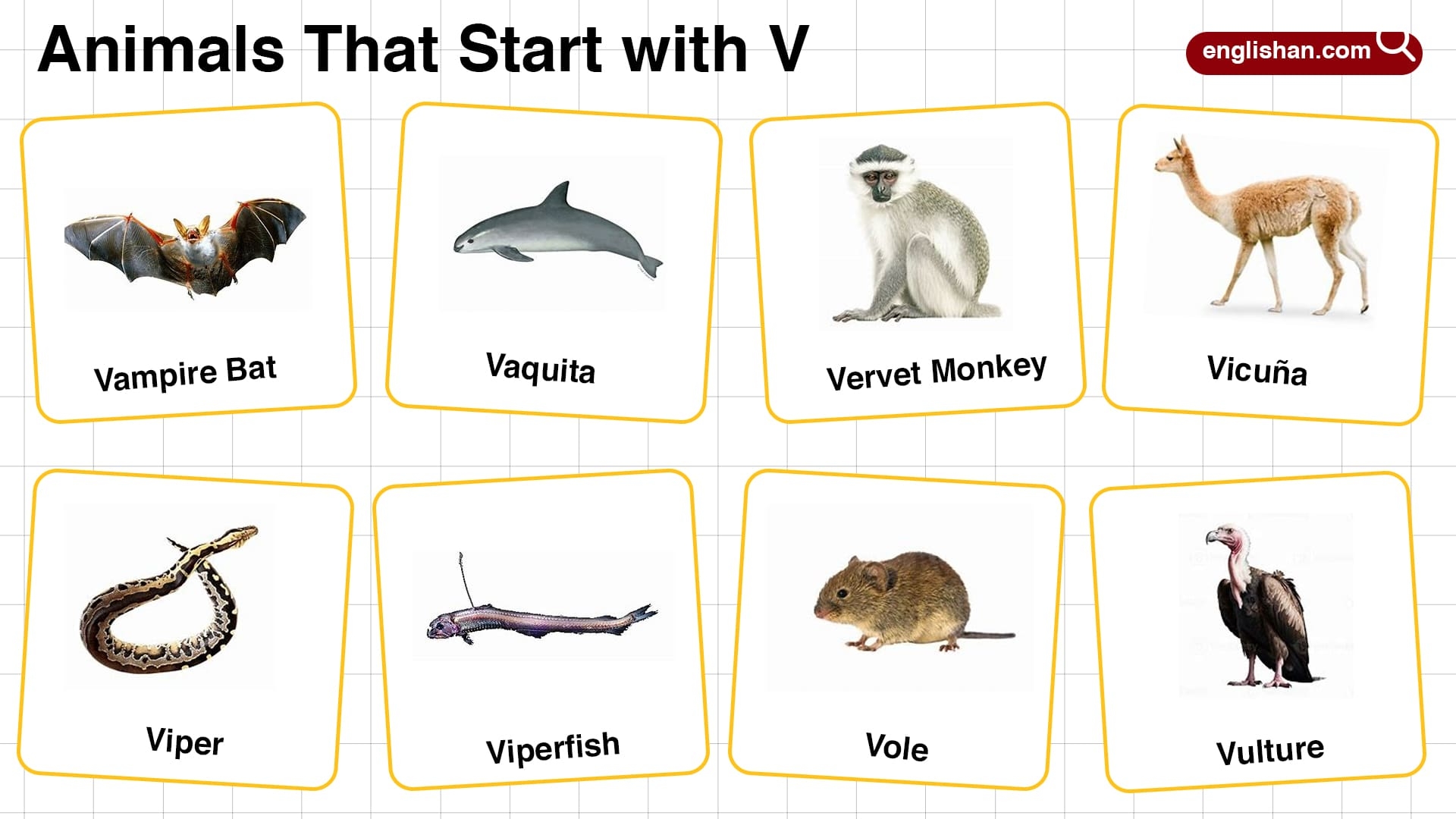 animals start with the letter v animals start with the letter v
