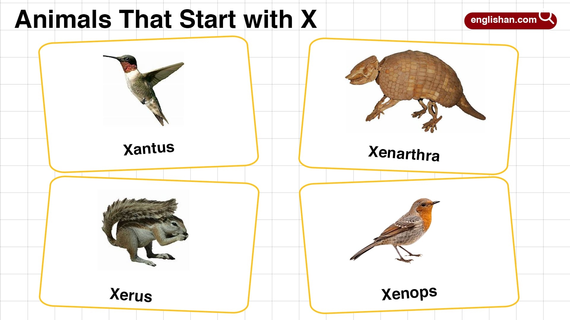 20 Animals That Start With X In English With Pictures