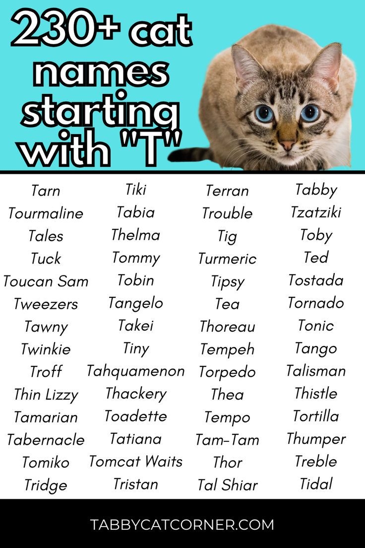 230 Catchy Cat Names Starting With T