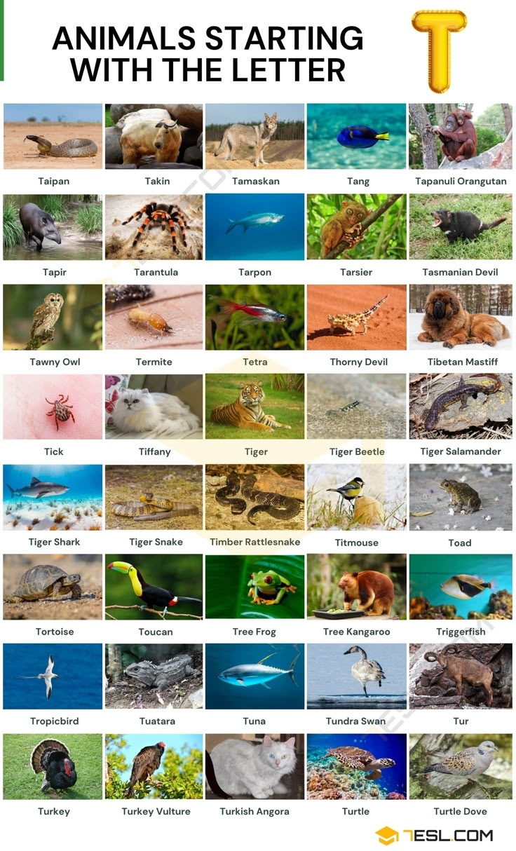 261 Animals That Start With T In English 7ESL