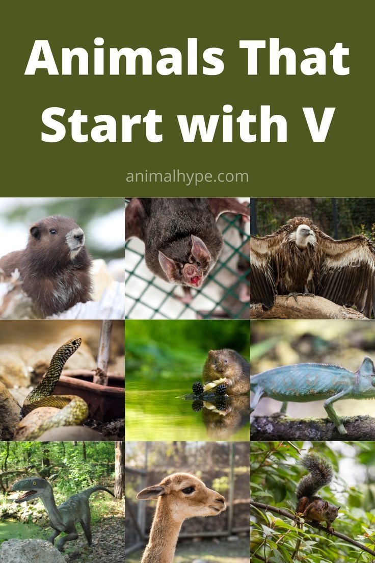 29 Animals That Start With V Facts And Pictures 