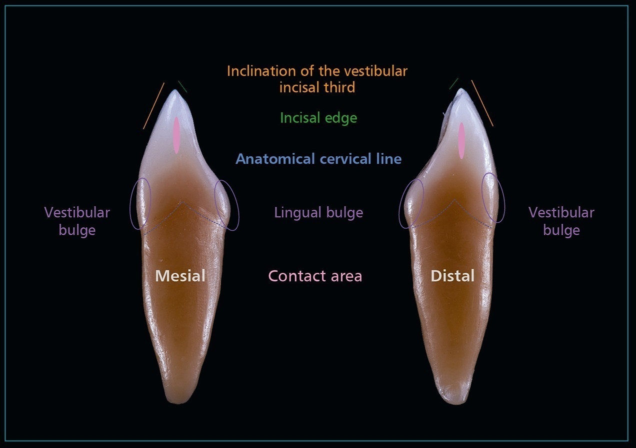 4 DENTAL MORPHOLOGY Pocket Dentistry 4 DENTAL MORPHOLOGY Pocket Dentistry