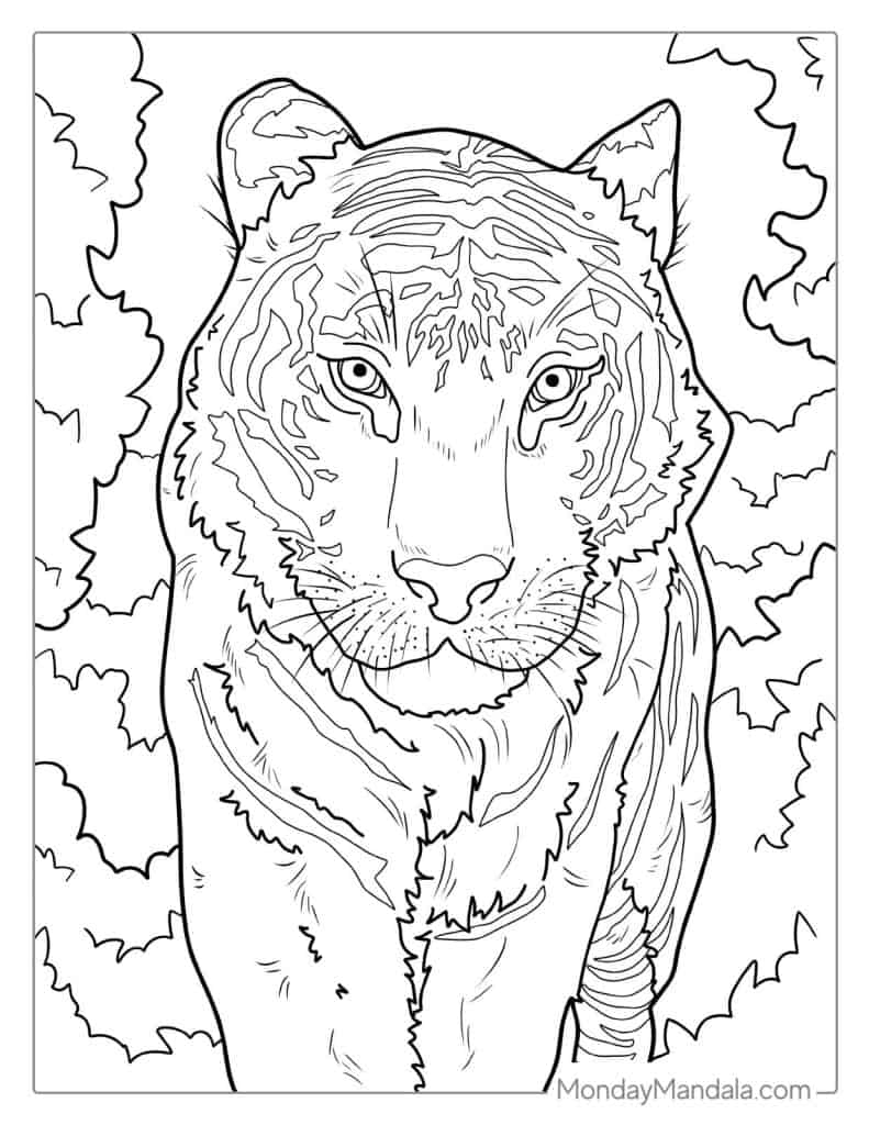 40 Tiger Coloring Pages Free PDF Printables 40 Tiger Coloring Pages Free PDF Printables