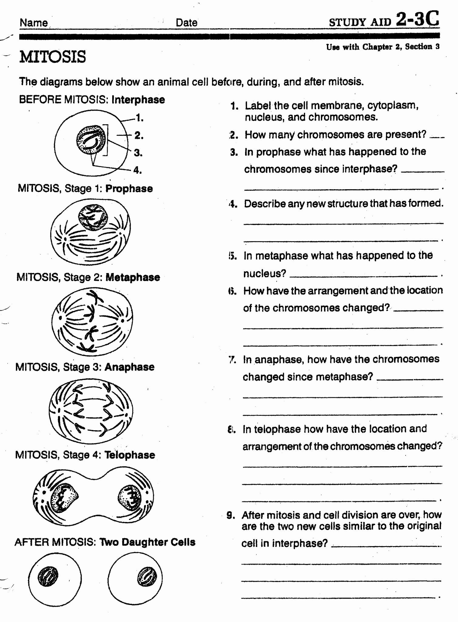 46 Cell Division Worksheet Answers Chessmuseum Template Library Worksheets Library 46 Cell Division Worksheet Answers Chessmuseum Template Library Worksheets Library