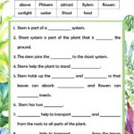 4D Water In Plants Worksheet GRADE 8 Worksheets Library