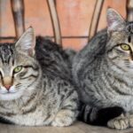 5 Types Of Tabby Cat Colors Patterns