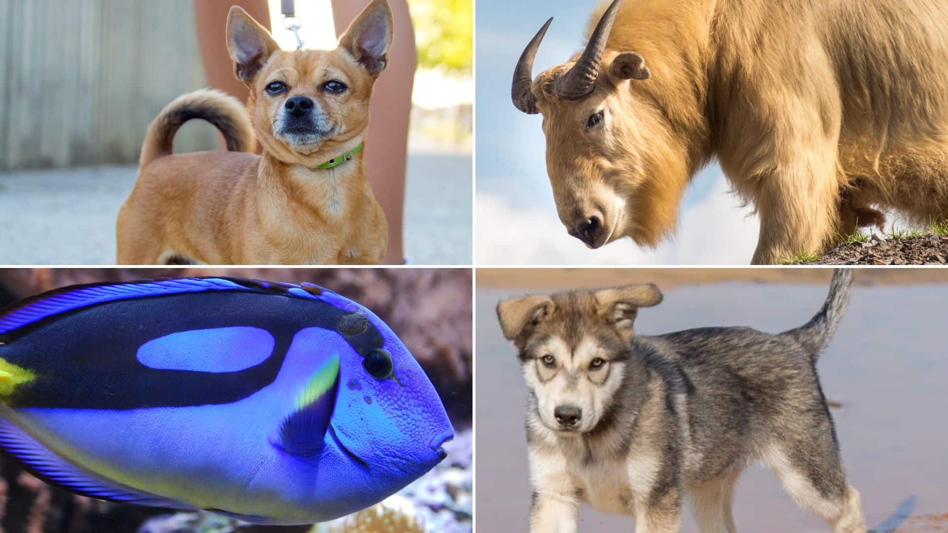 animals beginning with t animals beginning with t