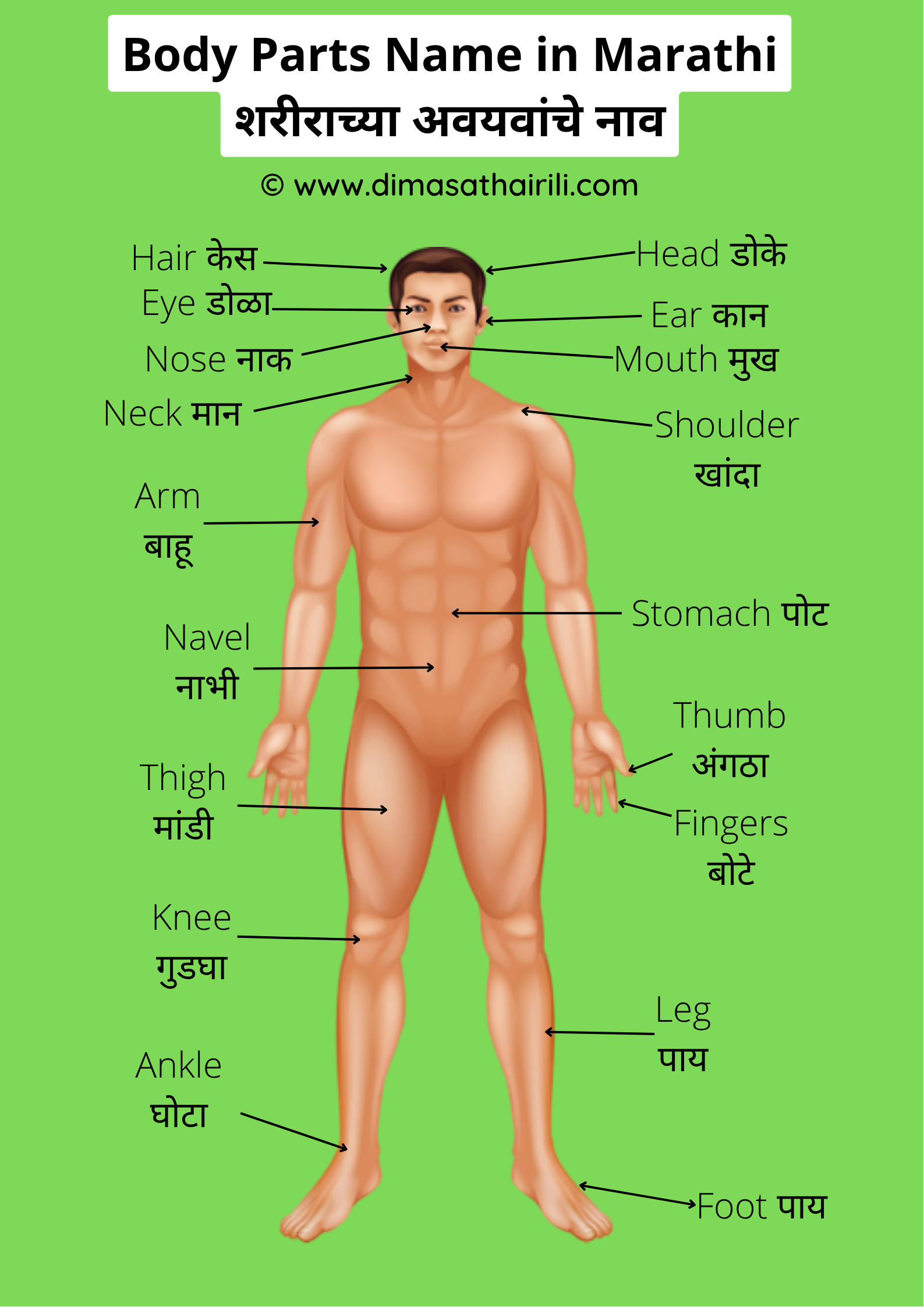 50 Body Parts Name In Marathi And English With Pictures 50 Body Parts Name In Marathi And English With Pictures