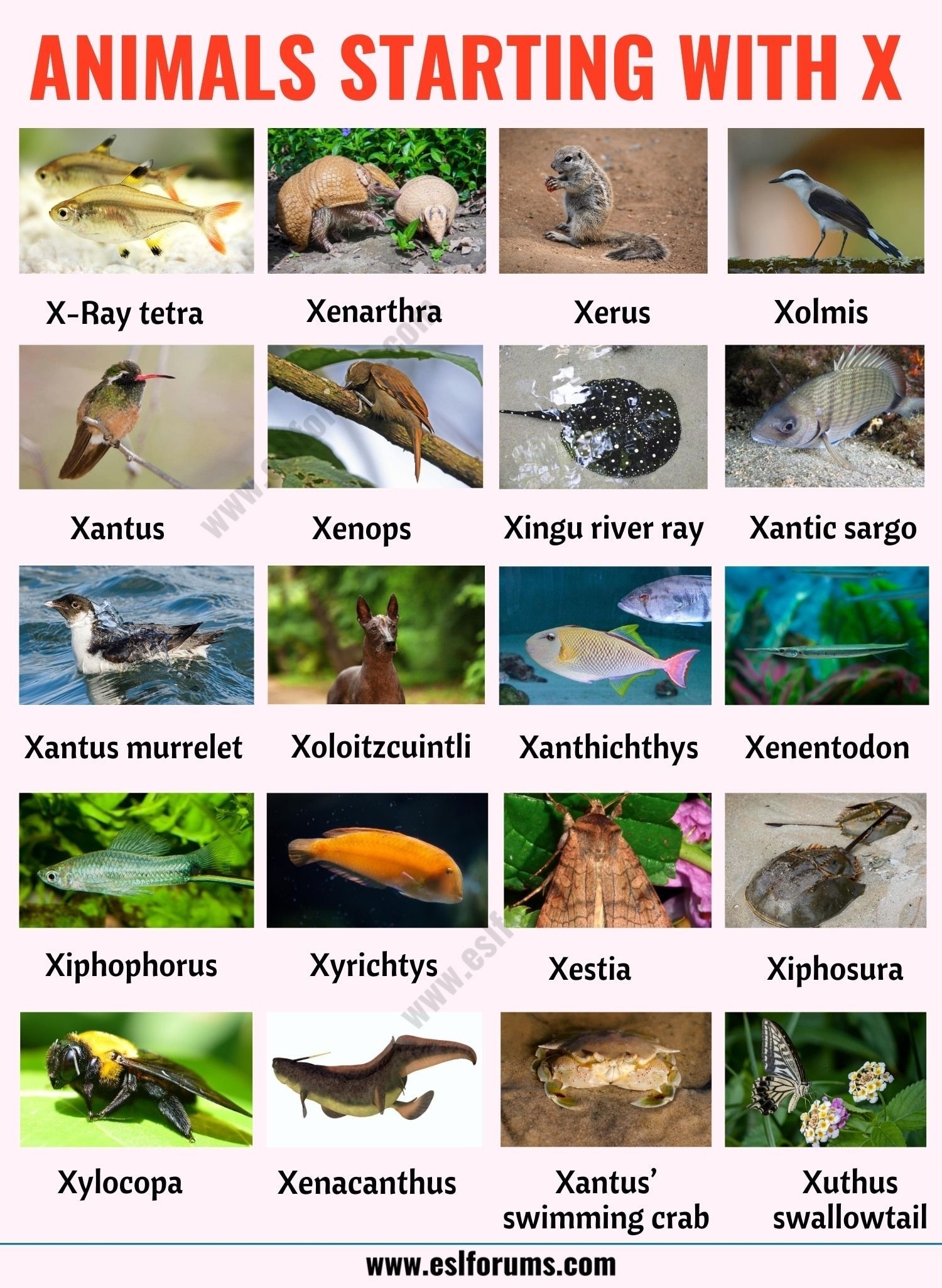 80 Nature Ideas Animal Facts Animal Infographic Animals Wild 80 Nature Ideas Animal Facts Animal Infographic Animals Wild