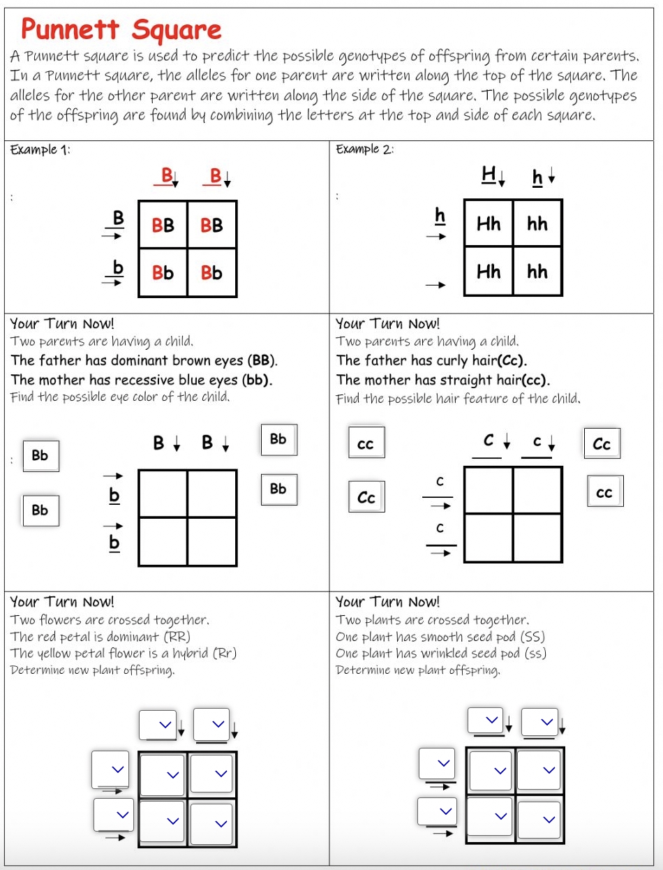 9 Hands On Worksheet Punnett Square Worksheet The Teach Simple Blog Worksheets Library 9 Hands On Worksheet Punnett Square Worksheet The Teach Simple Blog Worksheets Library