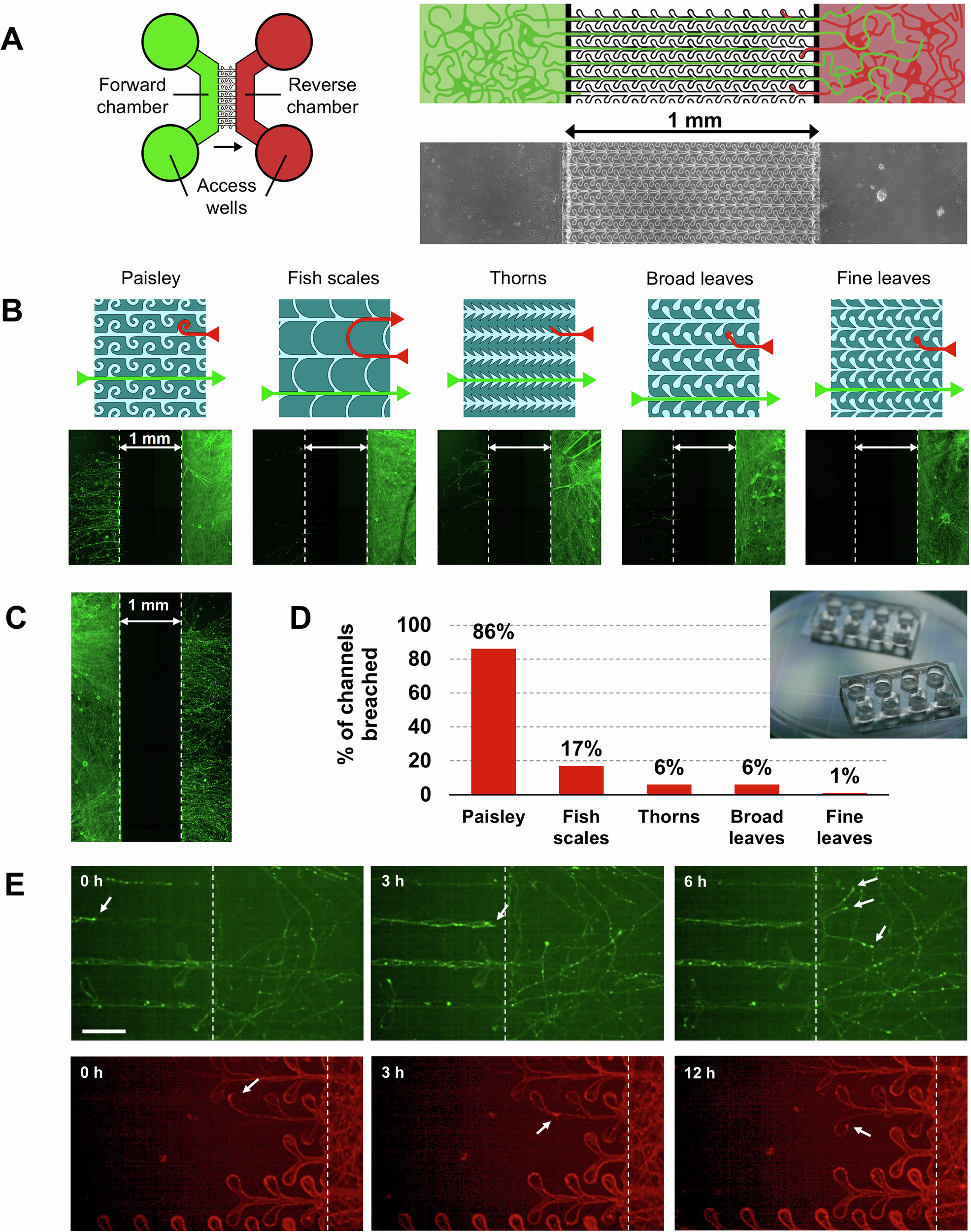 A High fidelity Microfluidic Platform Reveals Retrograde Propagation As The Main Mechanism Of Synuclein Spread In Human Neurons Npj Parkinson s Disease