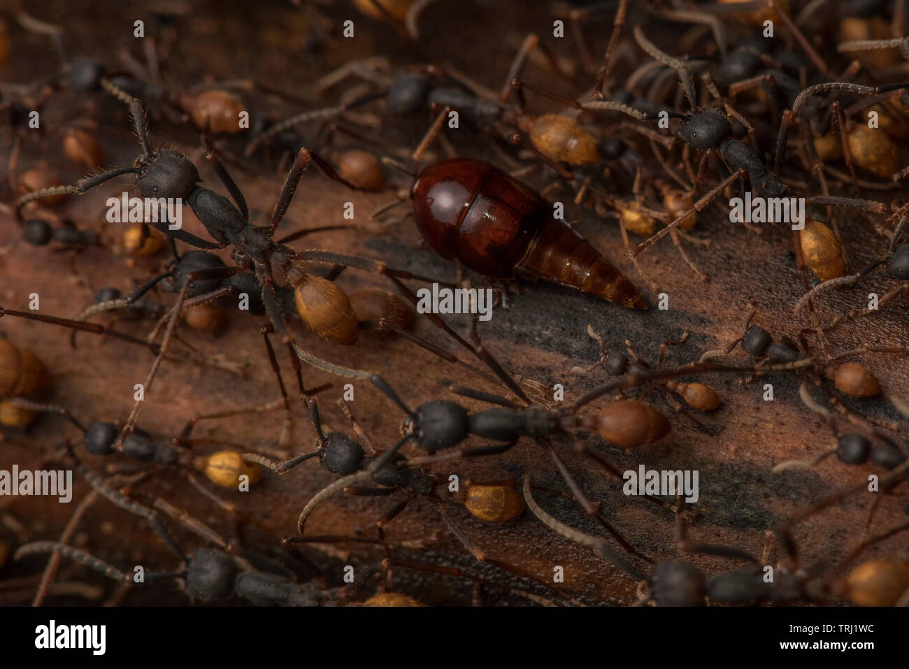 A Vatesus Species Rove Beetle Marches Alongside With The Army Ants These Beetles Are Always Found In Close Association With The Army Ants Stock Photo Alamy A Vatesus Species Rove Beetle Marches Alongside With The Army Ants These Beetles Are Always Found In Close Association With The Army Ants Stock Photo Alamy