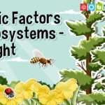 Abiotic Factors In Ecosystems Sunlight YouTube