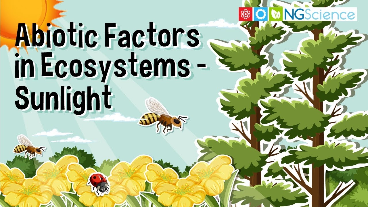 Abiotic Factors In Ecosystems Sunlight YouTube