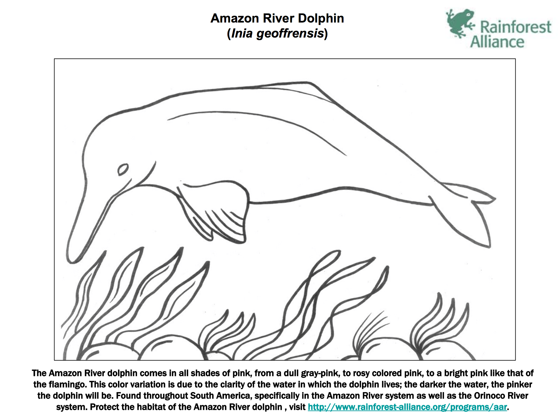 dolphin coloring book pages