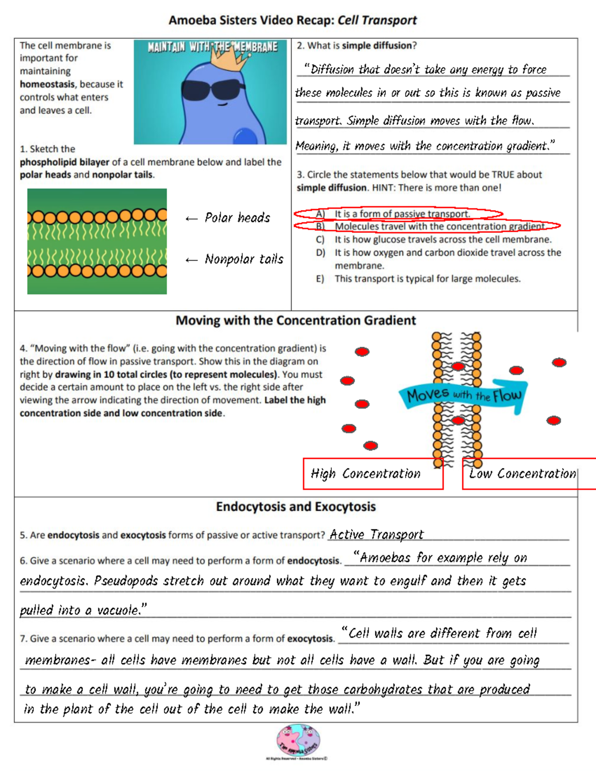 Amoeba Sisters Cell Transport Mechanisms Explained Studocu