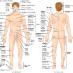 Anatomical Terminology Anatomy And Physiology I