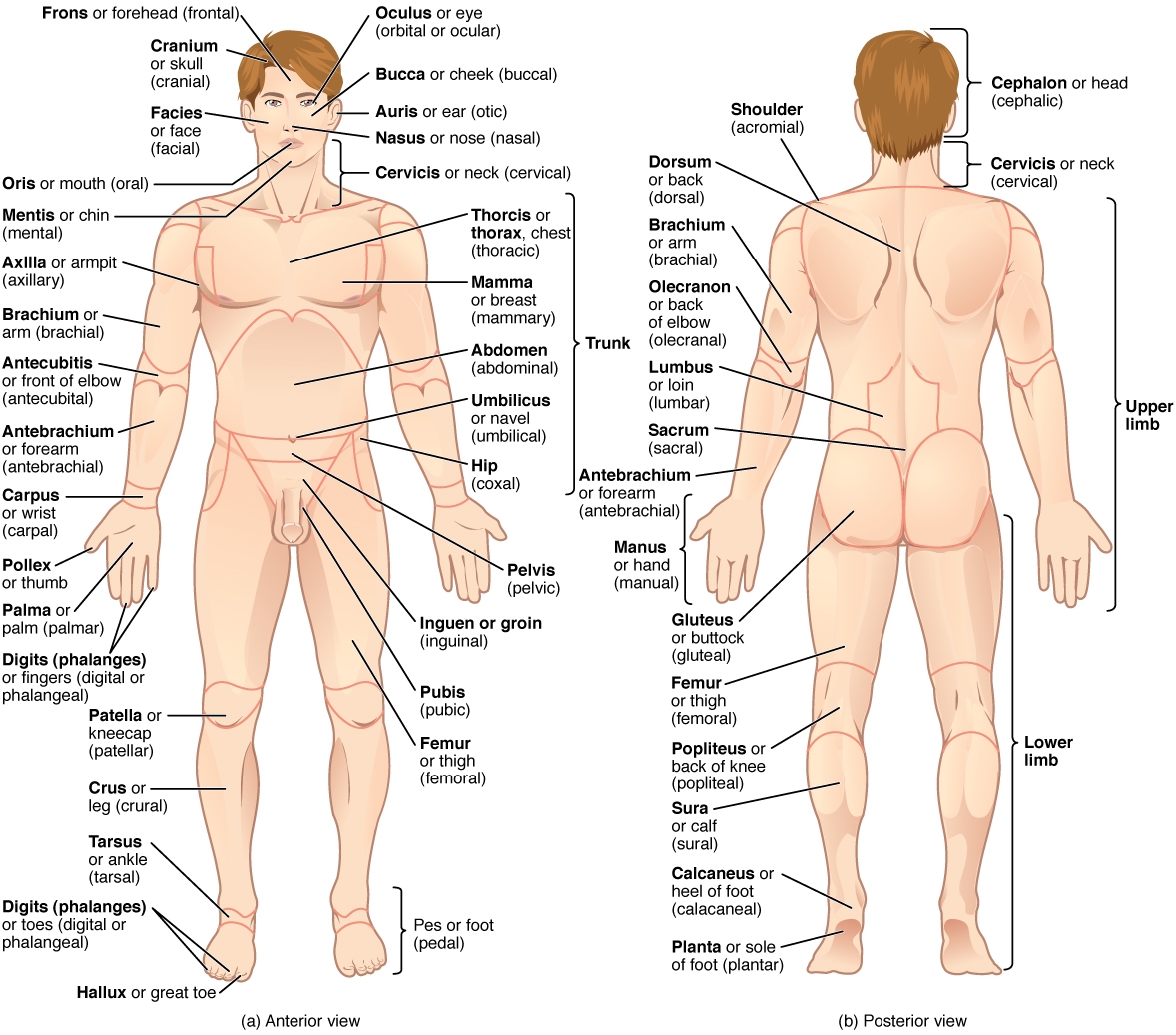 Anatomical Terminology Anatomy And Physiology I