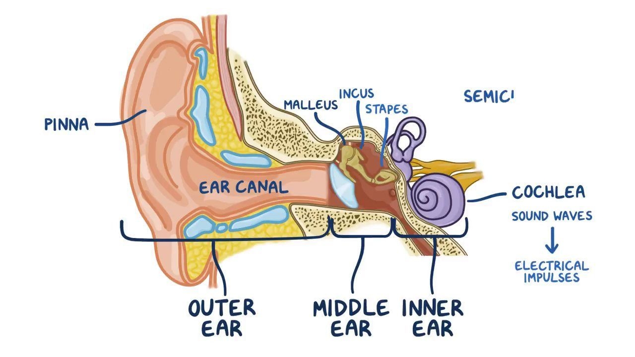 diagram of the ear with labels