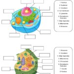 Animal And Plant Cell Live Worksheets Worksheets Library