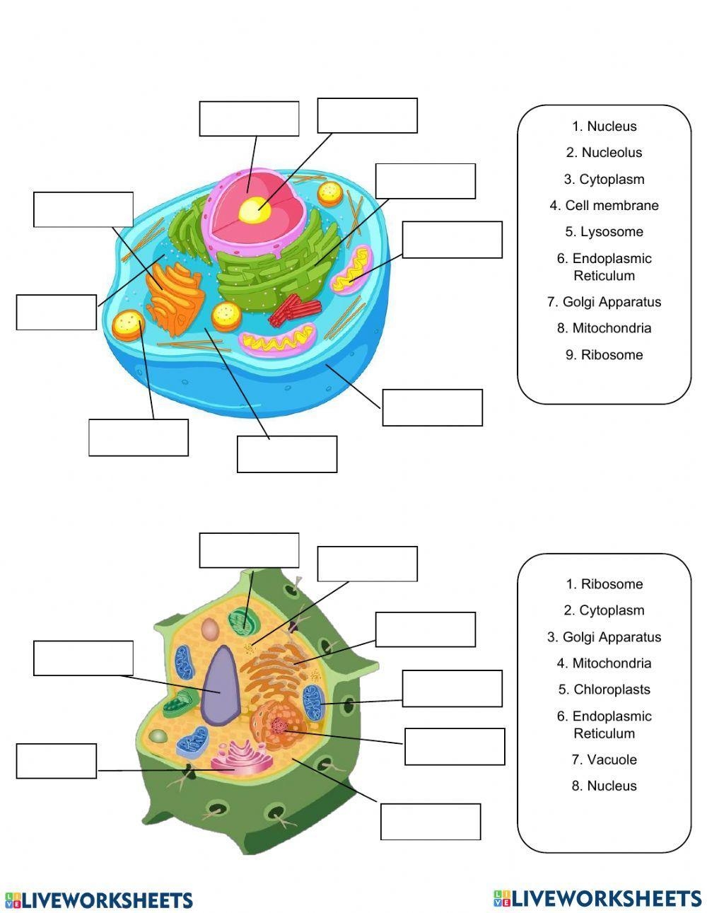 Animal And Plant Cell Live Worksheets Worksheets Library