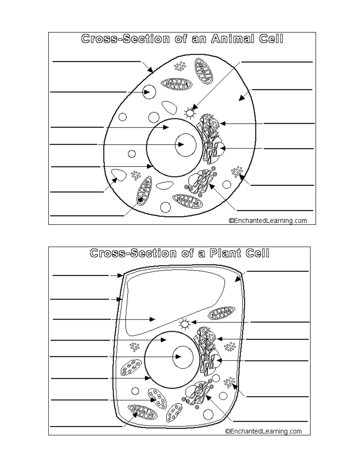 Animal And Plant Cell Worksheets Printable Animal Cells Worksheets Library Animal And Plant Cell Worksheets Printable Animal Cells Worksheets Library