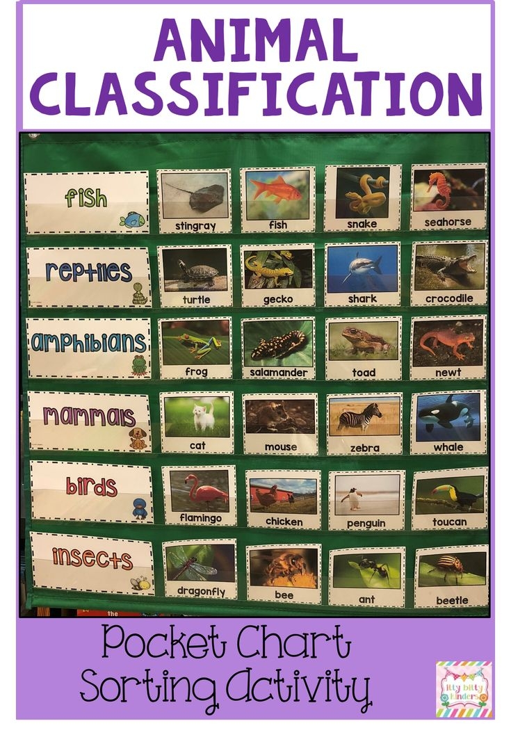 Animal Classification