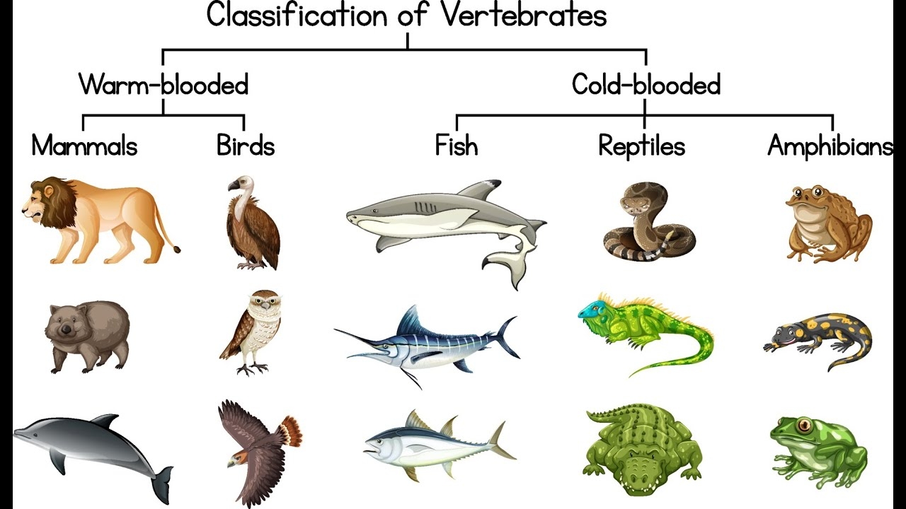 Animal Classifications YouTube