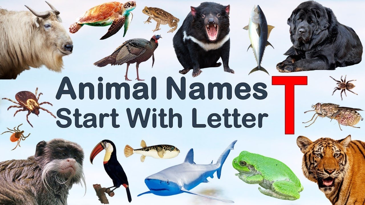animals with letter t