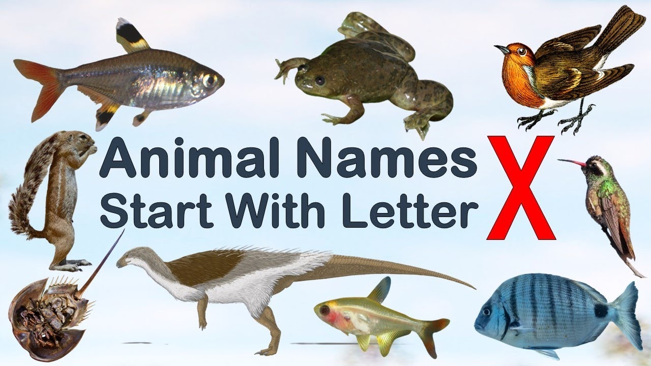 Animal Names Starting With Letter X Spelling Picture vocabulary animals explore animalslover YouTube Animal Names Starting With Letter X Spelling Picture vocabulary animals explore animalslover YouTube
