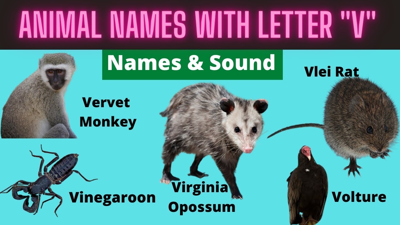 Animals For Kids Animals Starting With V Learn Animal Words That Start With Letters V YouTube Animals For Kids Animals Starting With V Learn Animal Words That Start With Letters V YouTube