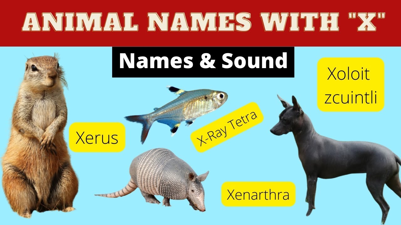 Animals For Kids Animals Starting With X Learn Animal Words That Start With Letters X YouTube
