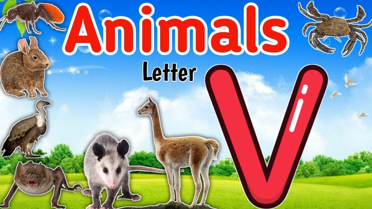 animals with the letter v animals with the letter v