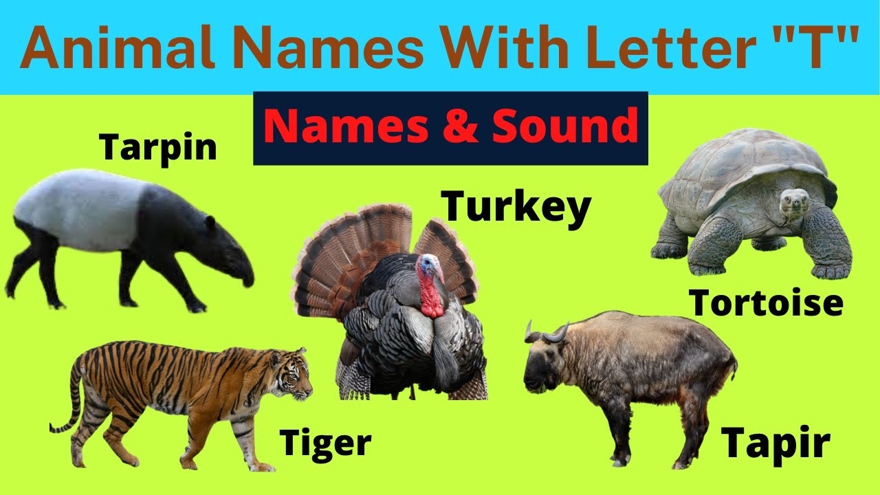 Animals Starting With T Learn Animal Words That Start With Letters T Animals For Kids YouTube Animals Starting With T Learn Animal Words That Start With Letters T Animals For Kids YouTube