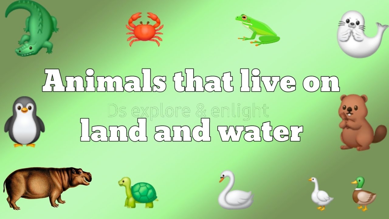 Animals That Live On Land And Water list Of Animals That Live On Both Land And Water animals kids YouTube Animals That Live On Land And Water list Of Animals That Live On Both Land And Water animals kids YouTube