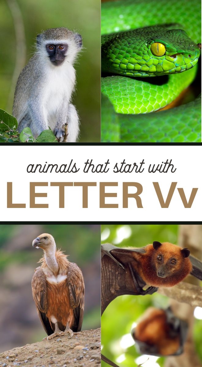 Animals That Start With Letter V 3 Boys And A Dog