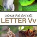 Animals That Start With Letter V 3 Boys And A Dog