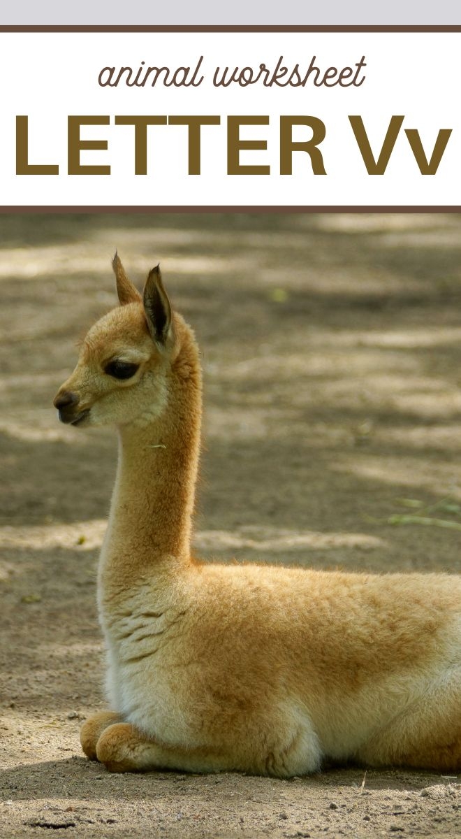 Animals That Start With Letter V 3 Boys And A Dog